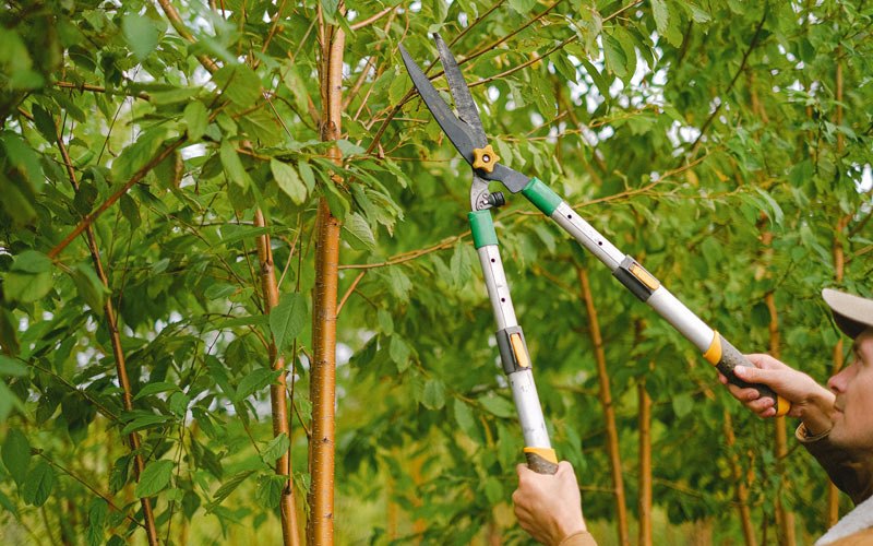 Tree trimming in Moores Hill, IN